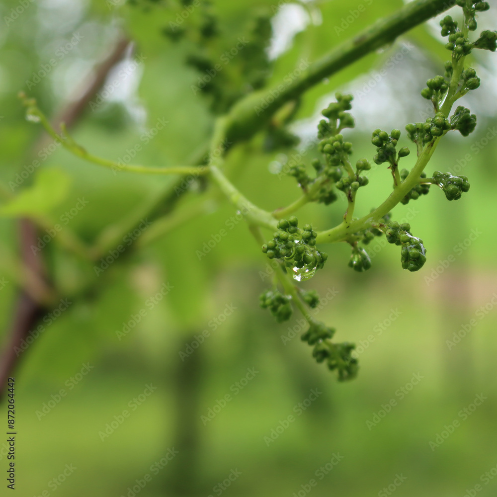 Obraz premium Close-up of raindrops on small green grapes in the vineyard. Close-up of vineyard after rain 