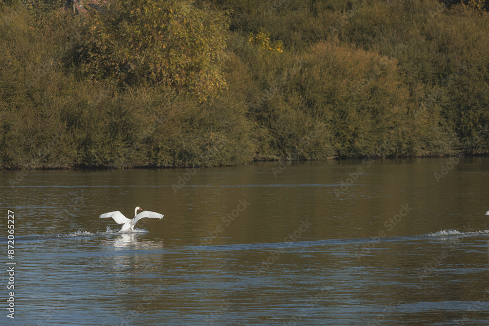 Swan landing on tranquil autumn river Swan landing on tranquil autumn river