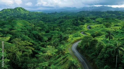 Flat view of a winding road cutting through a lush green forest, showcasing the health and vitality of a thriving rainforest ecosystem