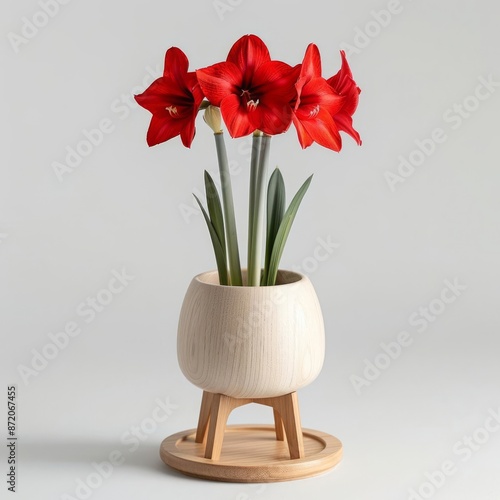 Amaryllis Hippeastrum in a wooden pot with stand. The amaryllis is a genus of bulbous plants, with about 90 species native to tropical and subtropical South America. photo