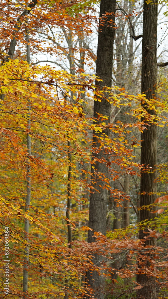 Obraz premium The colorful forest view in the natural park in autumn