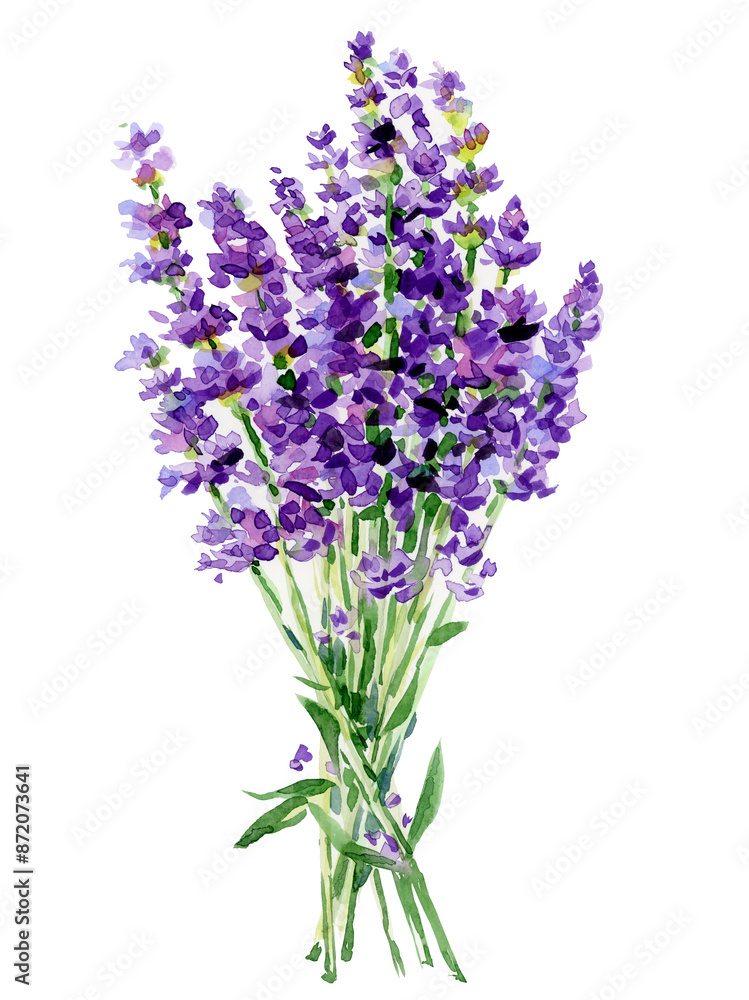 Naklejka premium Lavender flowers bouquet isolated. Watercolor illustration.