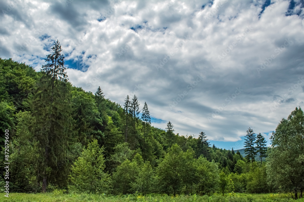 Landscapes - Forest - Europe, Romania, Suceava region Landscapes - Forest - Europe, Romania, Suceava region