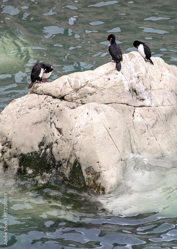 Cormoranes birds standing at rock in the middle of sea, punta loma puerto madryn, argentina photo