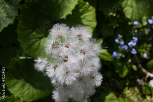 closuep of Petasites albus or white butterbur seeds with white parachutes photo