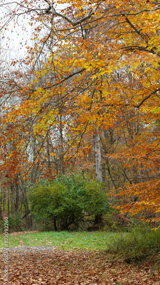 Fototapeta premium The colorful forest view in the natural park in autumn