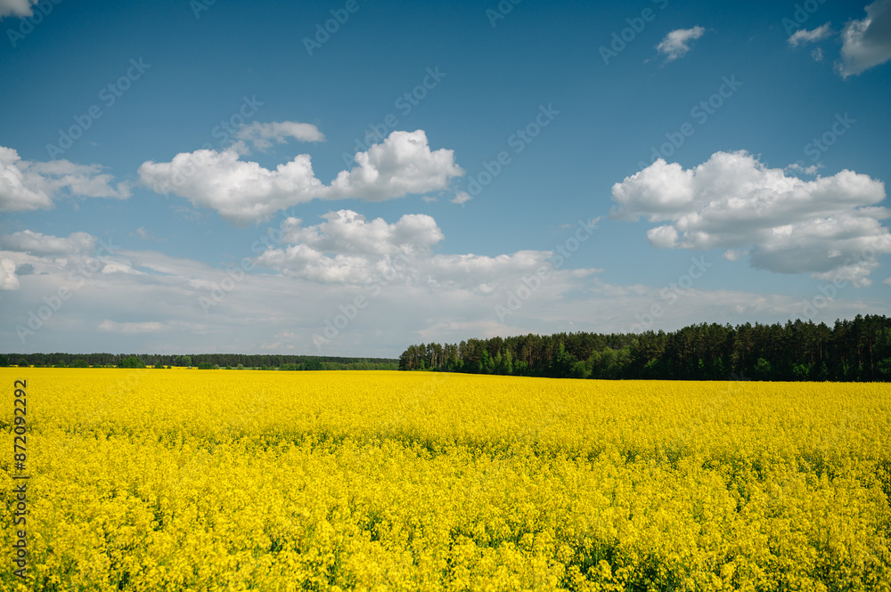 field with blooming yellow rapeseed against the blue summer sky field with blooming yellow rapeseed against the blue summer sky