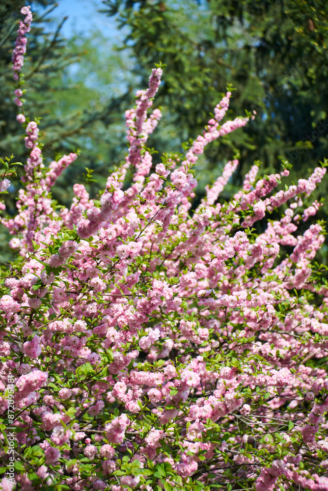 Japanese cherry blossom cherry sakura Japanese cherry blossom cherry sakura