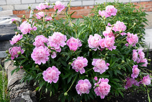 Fototapeta Naklejka Na Ścianę i Meble -  Peony bushes in the summer garden. Growing peonies. Red and pink flowers.