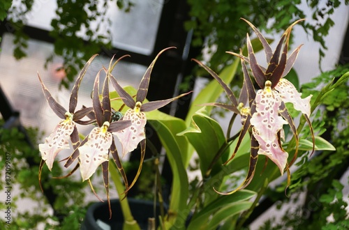 Beautiful purple freckled flowers of Bratonia Shelob 'Okika' orchids photo