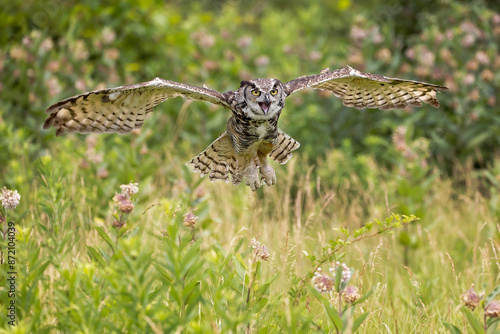 Owl in flight