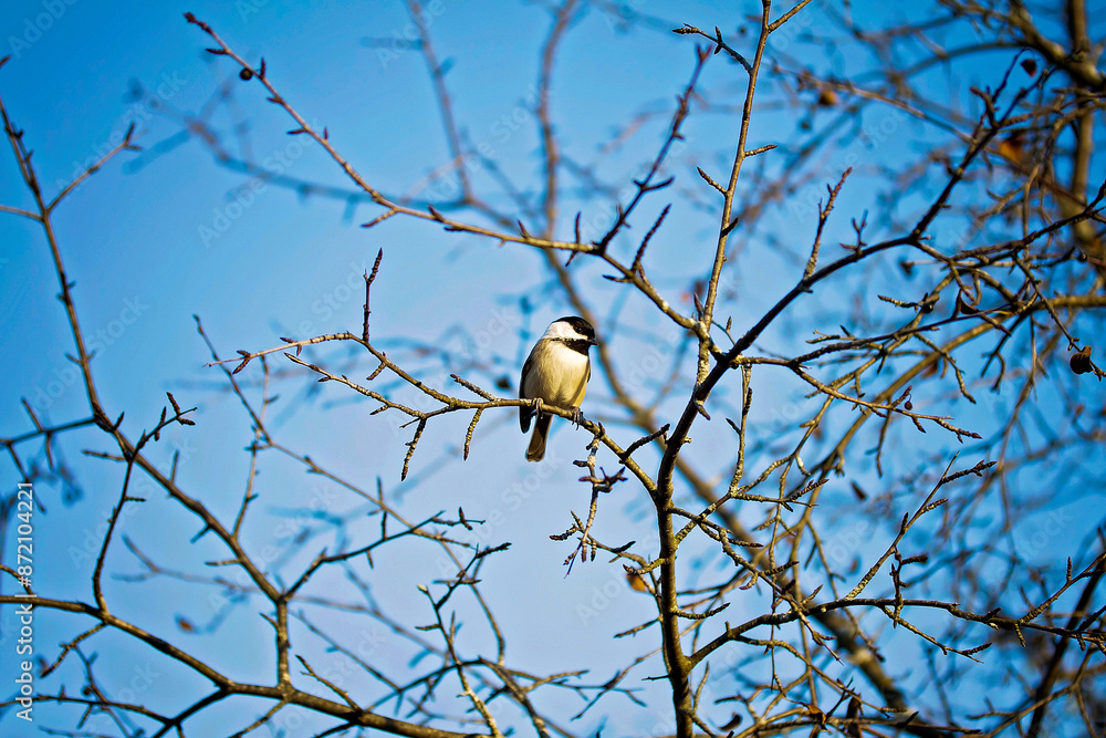 Fototapeta premium bird on a tree