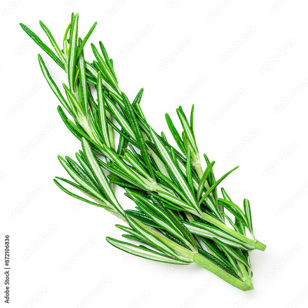 Rosemary isolated. Rosemary on white background. Top view rosmary twig Flat lay. Rosemary isolated. Rosemary on white background. Top view rosmary twig Flat lay.