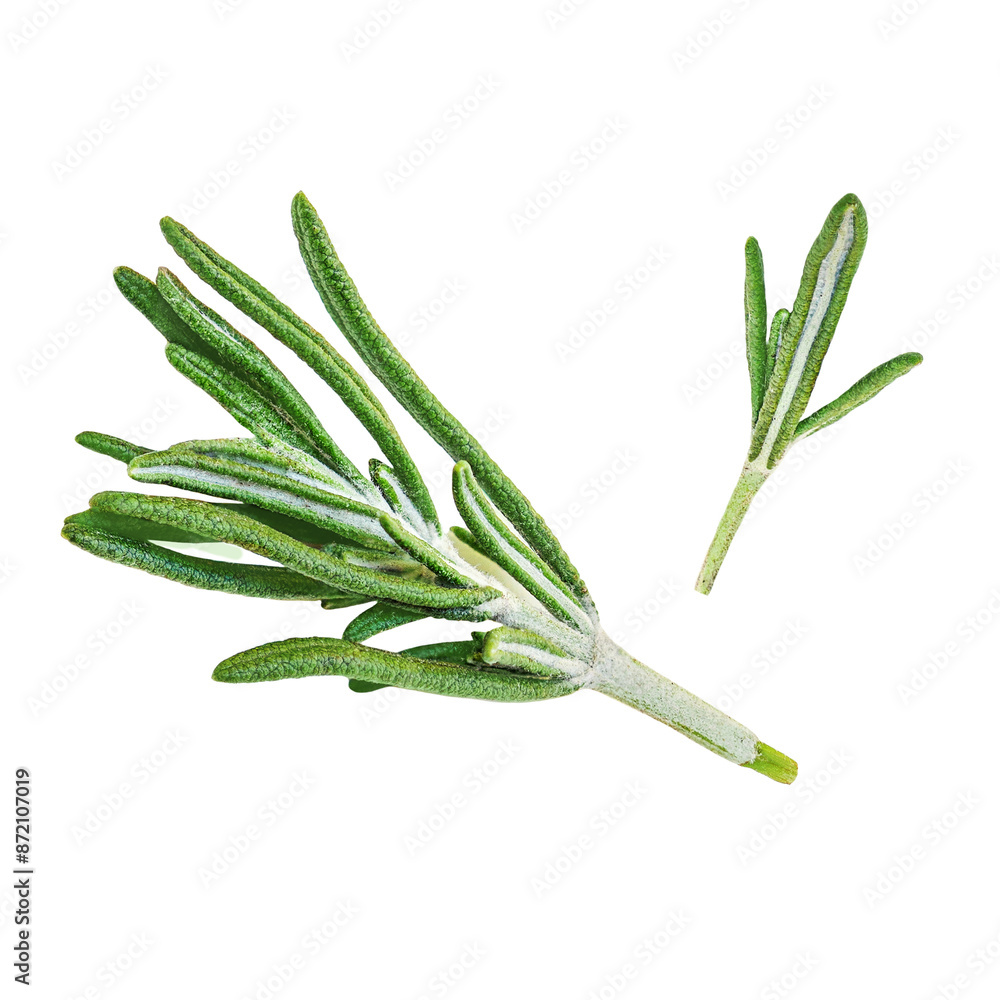 Rosemary isolated. Rosemary on white background. Top view rosmary twig Flat lay. Rosemary isolated. Rosemary on white background. Top view rosmary twig Flat lay.