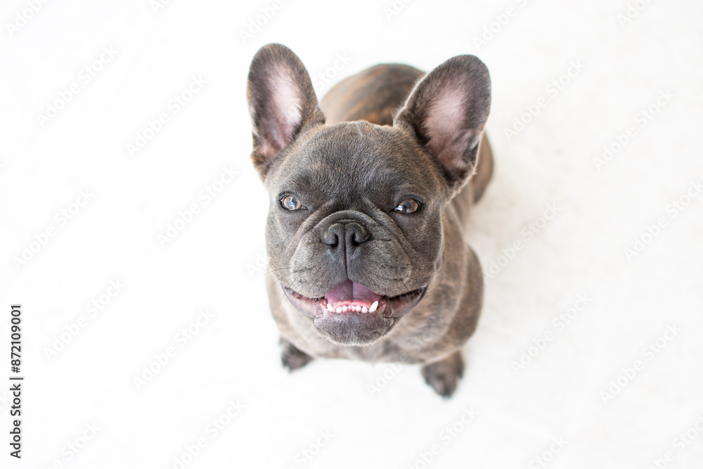 Portrait of a cute grey French bulldog isolated on a white background. Dog looking at the camera. Copy space Portrait of a cute grey French bulldog isolated on a white background. Dog looking at the camera. Copy space