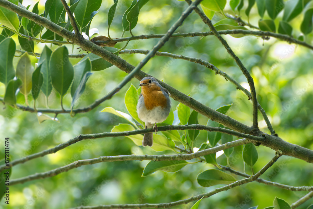 European robin (Erithacus rubecula) sitting on a tree branch in Zurich, Switzerland European robin (Erithacus rubecula) sitting on a tree branch in Zurich, Switzerland