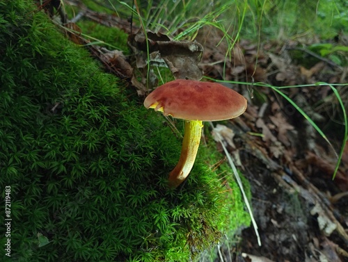 A champignon mushroom with a brown cap and a green leg grows in the green fresh forest moss. Beautiful forest mushroom and mushroom picking in the forest. photo