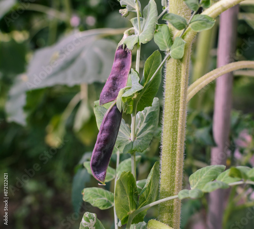 purple pea pods on a plant in the garden photo