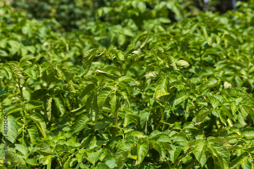 Green stalk of potato fruit in the garden. Green stalk of potato fruit in the garden.