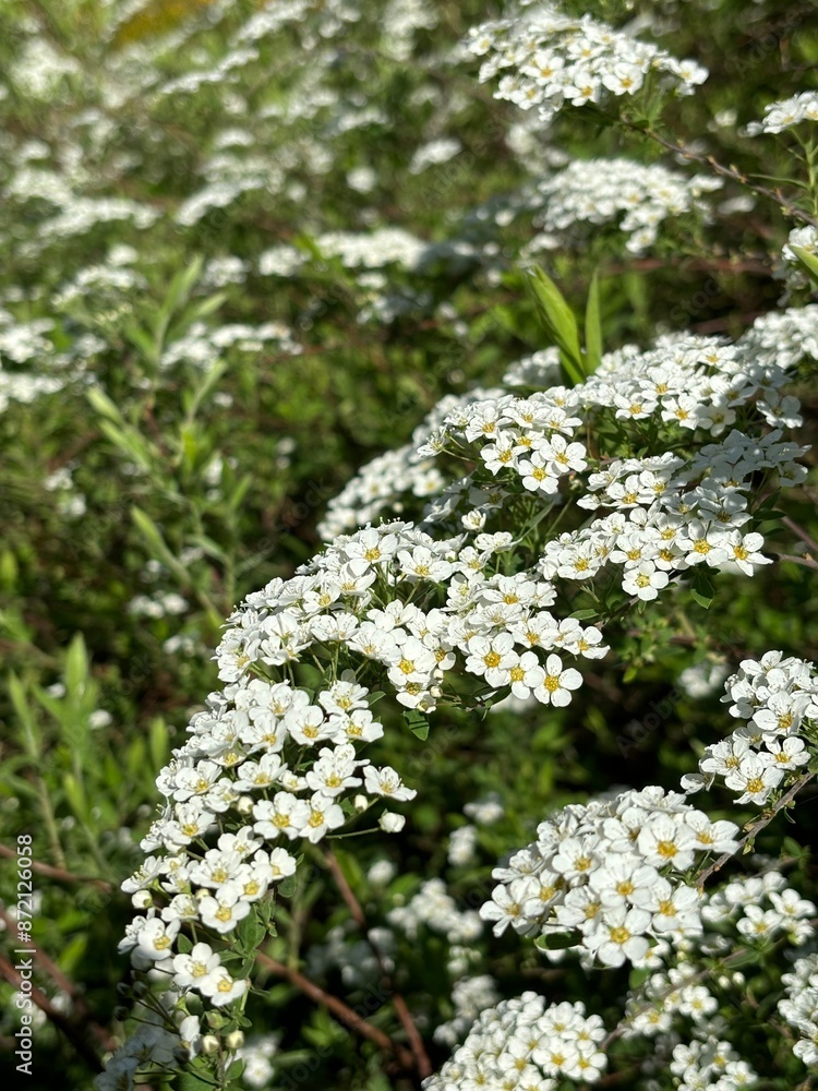 Ornamental shrubs that bloom with white flowers Spirea gray Ornamental shrubs that bloom with white flowers Spirea gray