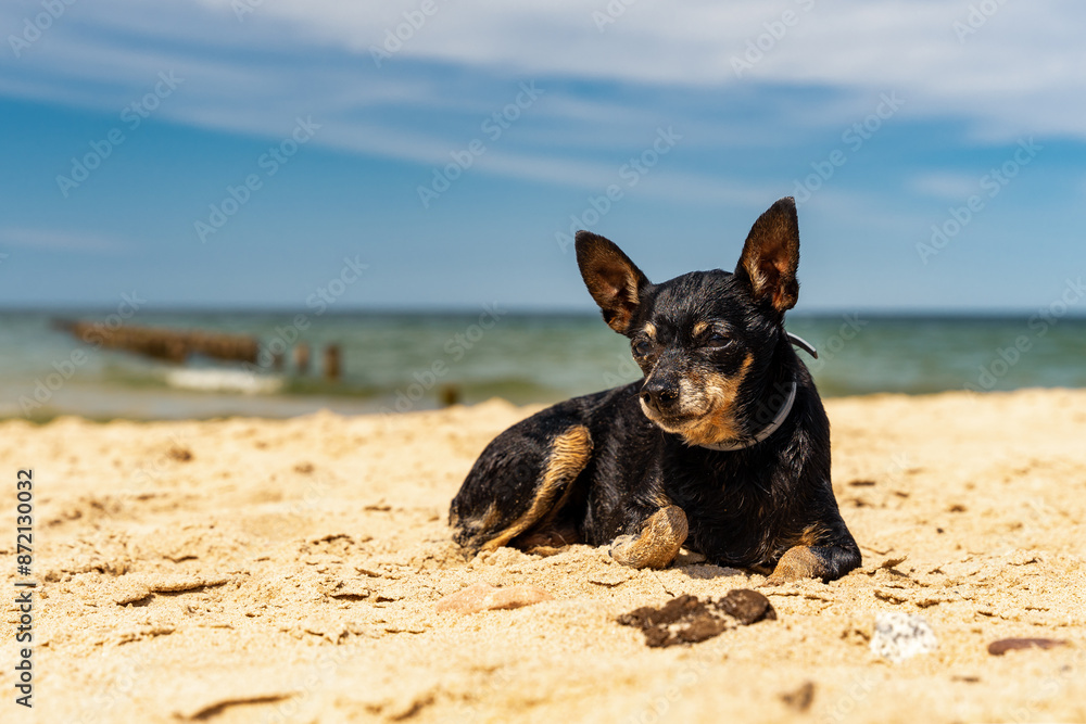 Mały czarny pinczer leży na piasku, plaża w słoneczny dzień.