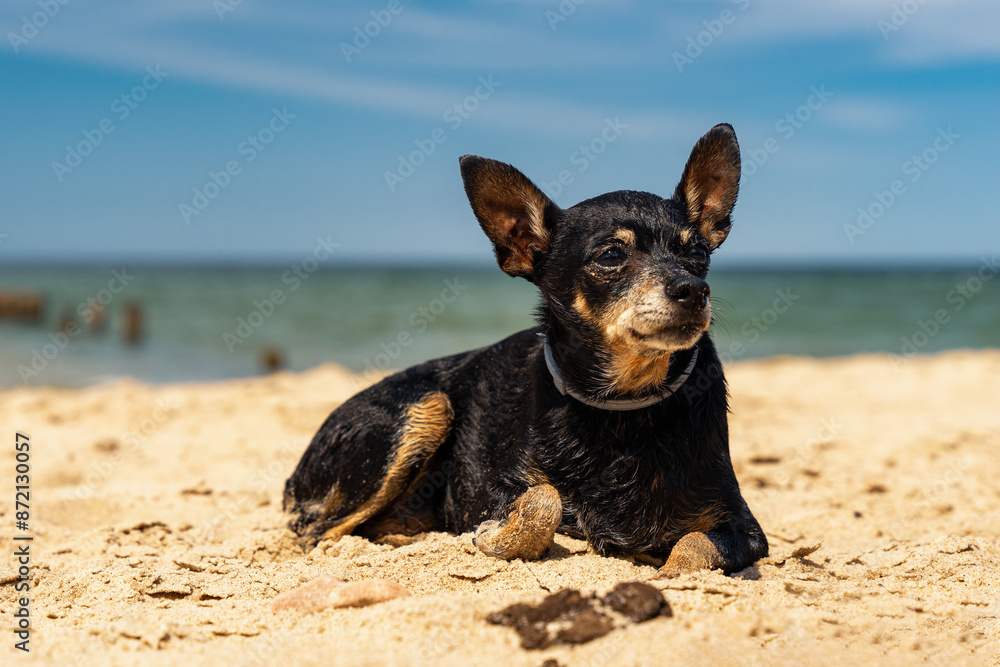 Mały czarny pinczer leży na piasku, plaża w słoneczny dzień.