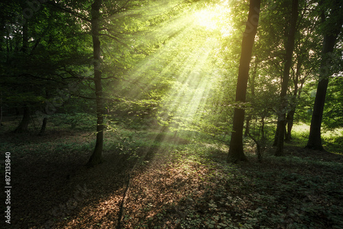 sun rays in green forest