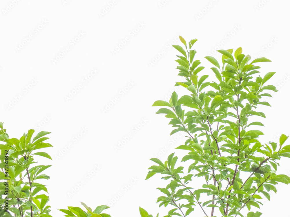 Walnut tree close up green leaves, drops of water after rain isolated on white background Walnut tree close up green leaves, drops of water after rain isolated on white background