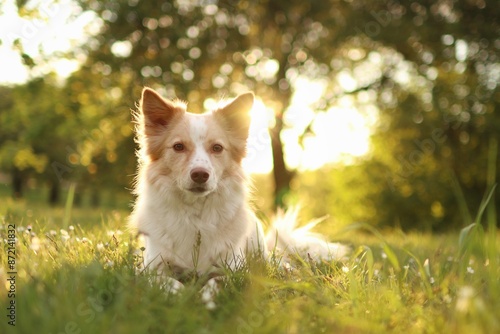 Quadro su tela Cute mixed breed dog in grass looking at camera on meadow in sunset lights