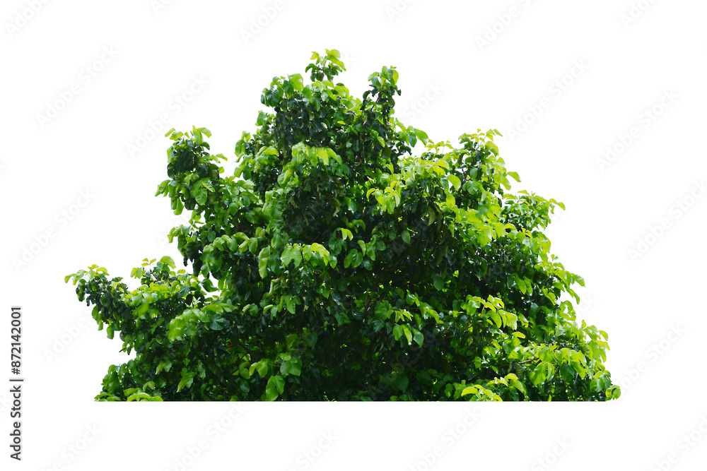 Obraz premium green bush isolated transparency background.