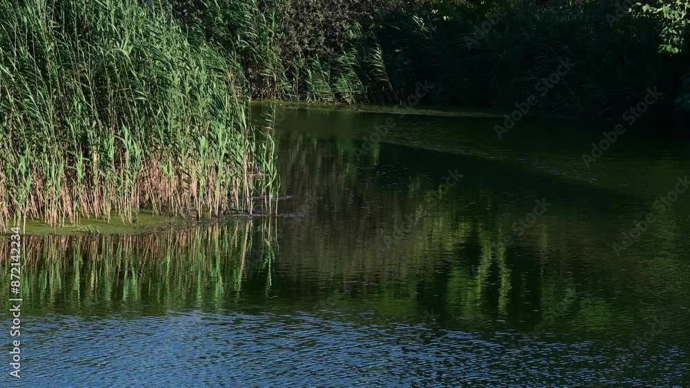Lush green reeds growing by the edge of a calm, reflective pond, creating a peaceful and natural scene. Lush green reeds growing by the edge of a calm, reflective pond, creating a peaceful and natural scene.