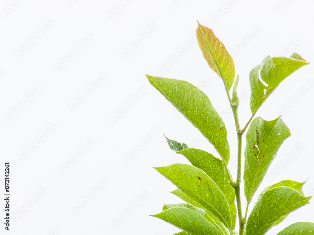 Fototapeta premium Walnut tree close up green leaves, drops of water after rain isolated on white background