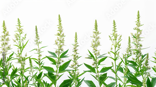 Wallpaper Mural ragweed on the white background Torontodigital.ca