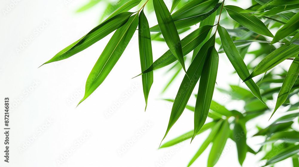 wide closeup photo of natural green color fresh bamboo branch in white background with blank text space wide closeup photo of natural green color fresh bamboo branch in white background with blank text space