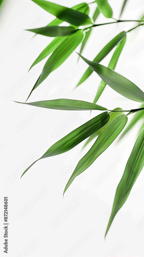Fototapeta premium wide closeup photo of natural green color fresh bamboo branch in white background with blank text space 