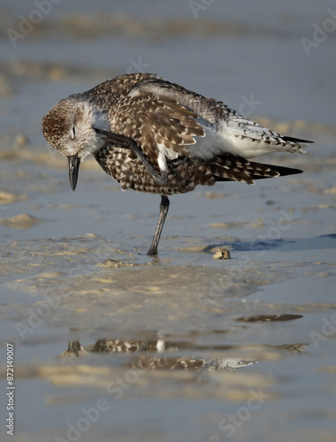 Grey plover preening at Busaiteen coast of Bahra photo