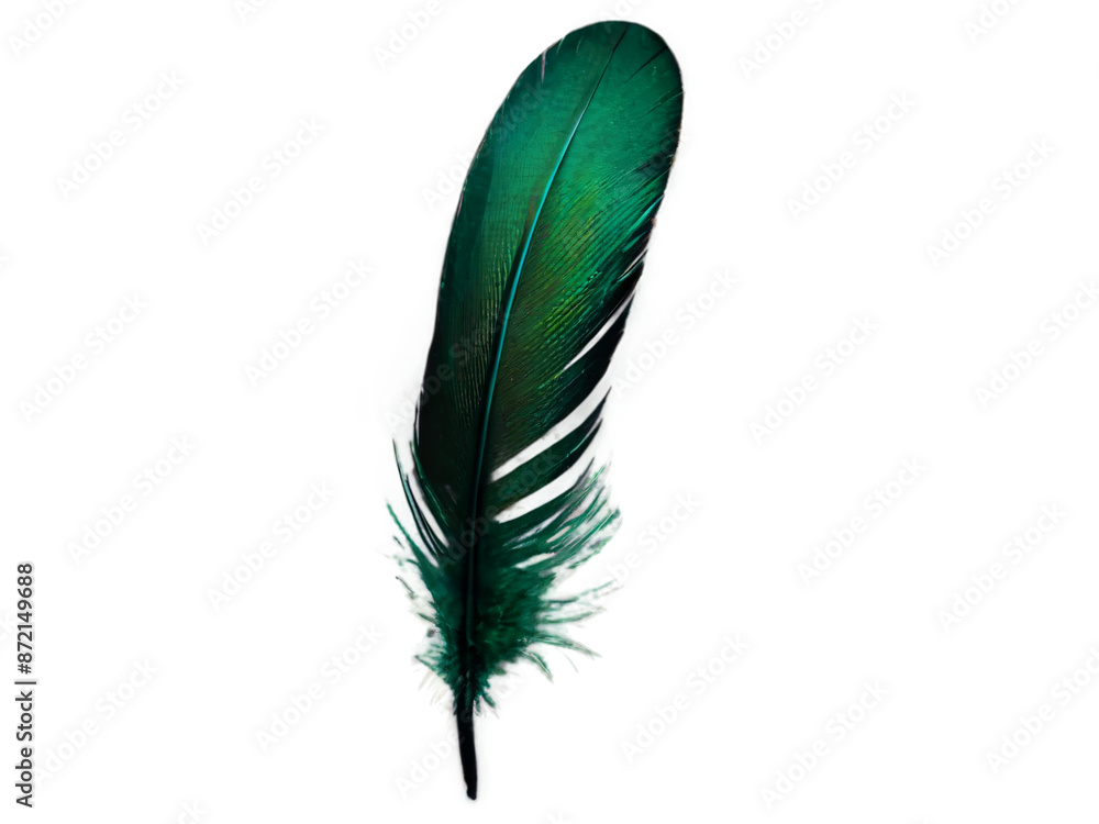 feather isolated on white background feather isolated on white background