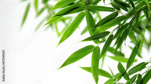 wide closeup photo of natural green color fresh bamboo branch in white background with blank text space 