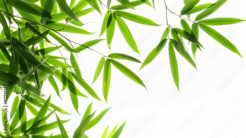 wide closeup photo of natural green color fresh bamboo branch in white background with blank text space wide closeup photo of natural green color fresh bamboo branch in white background with blank text space
