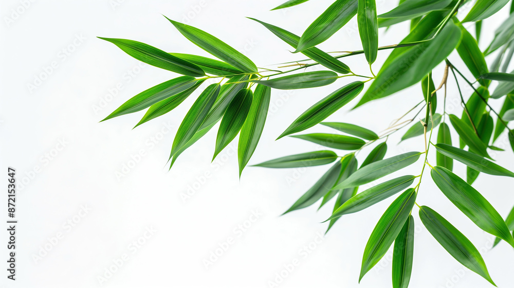 Fototapeta premium wide closeup photo of natural green color fresh bamboo branch in white background with blank text space