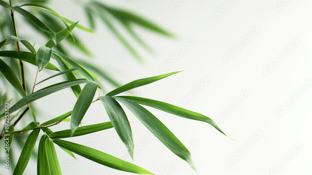 wide closeup photo of natural green color fresh bamboo branch in white background with blank text space wide closeup photo of natural green color fresh bamboo branch in white background with blank text space