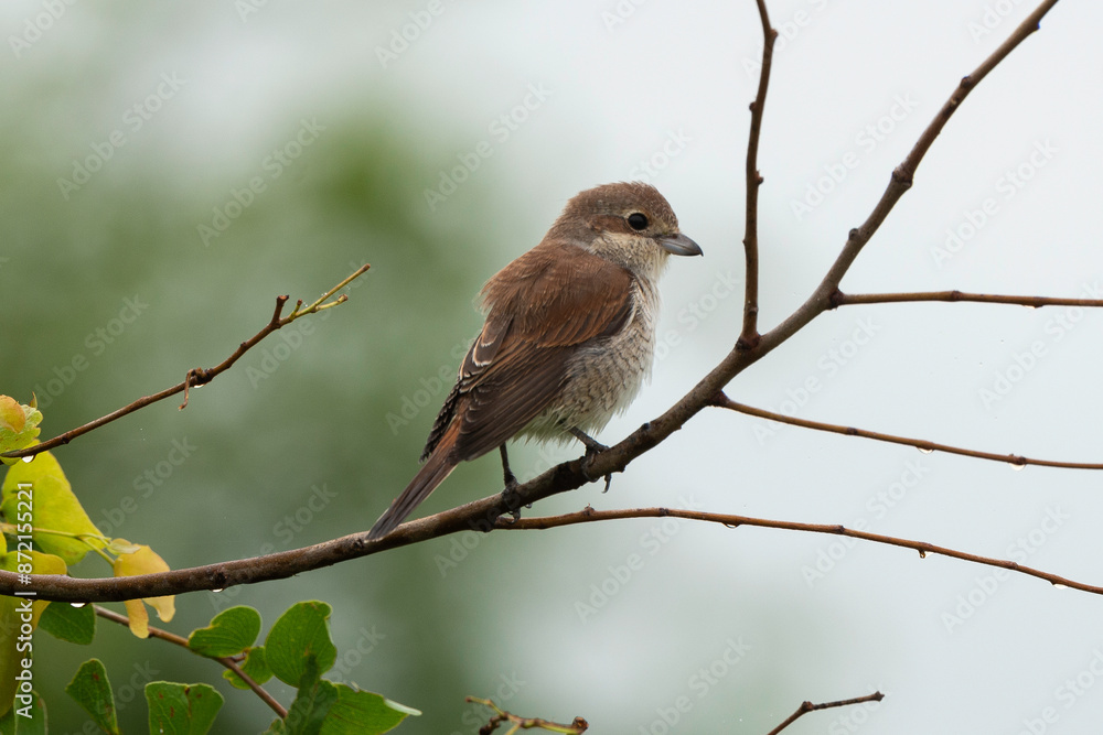 Pie grièche écorcheur, immature, .Lanius collurio, Red backed Shrike Pie grièche écorcheur, immature, .Lanius collurio, Red backed Shrike