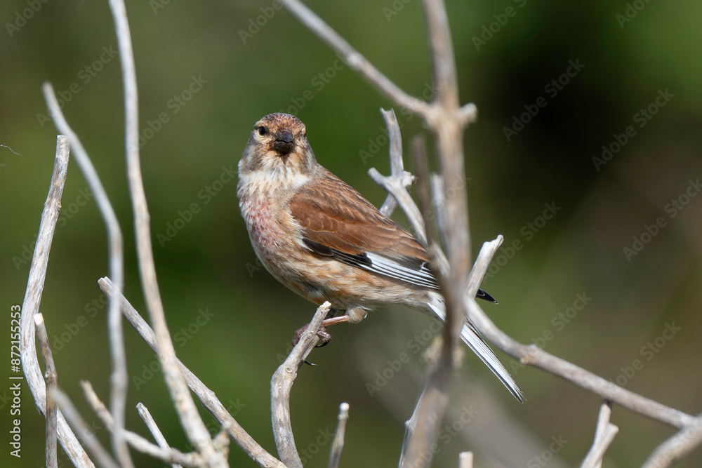 Linotte mélodieuse,.Linaria cannabina, Common Linnet Linotte mélodieuse,.Linaria cannabina, Common Linnet