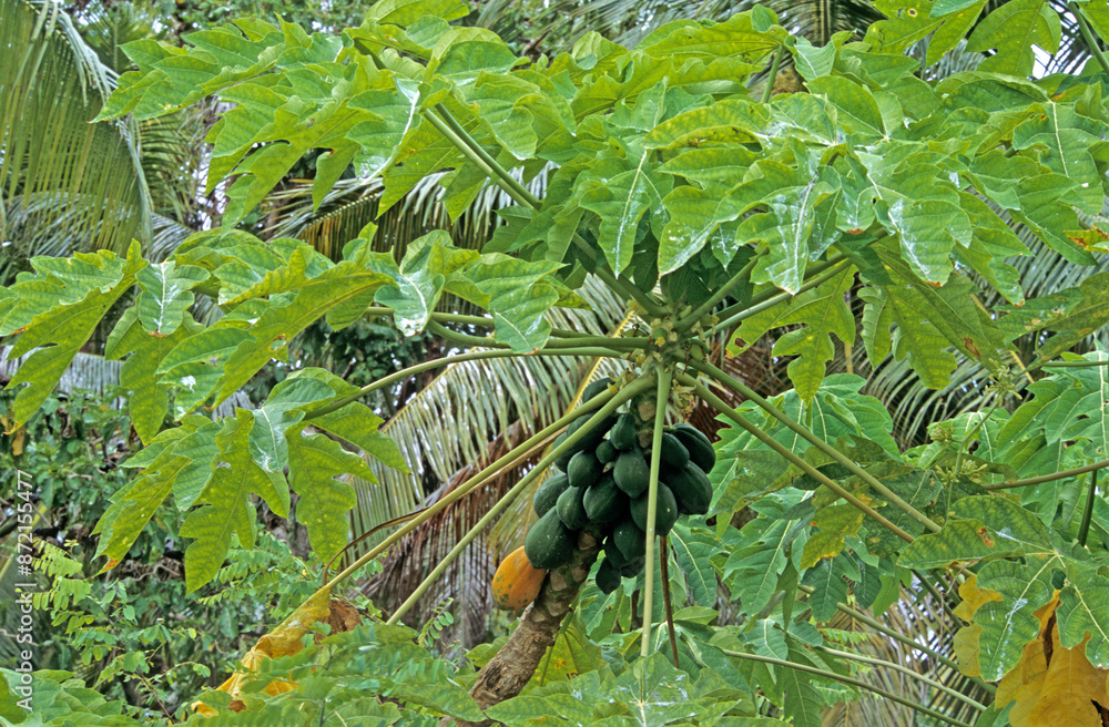 Fototapeta premium Carica papaya, Papayer