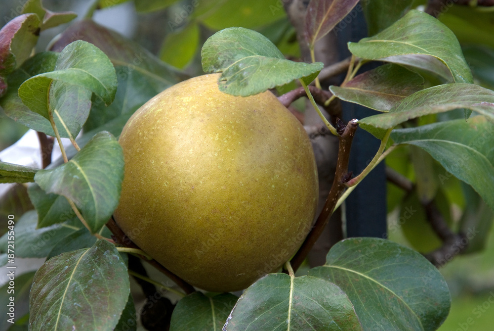 Malus communis 'Delbarexquise d'hive' , Pommier Malus communis 'Delbarexquise d'hive' , Pommier