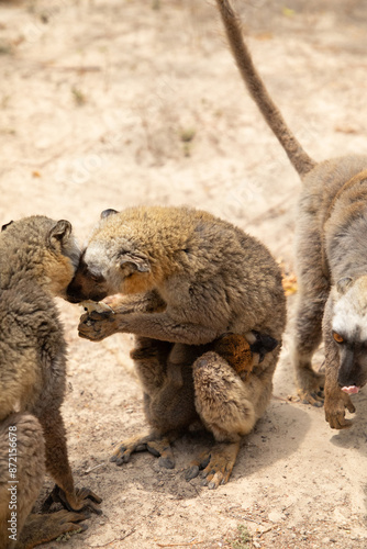 Cute brown lemur (Eulemur fulvus) with orange eyes. photo