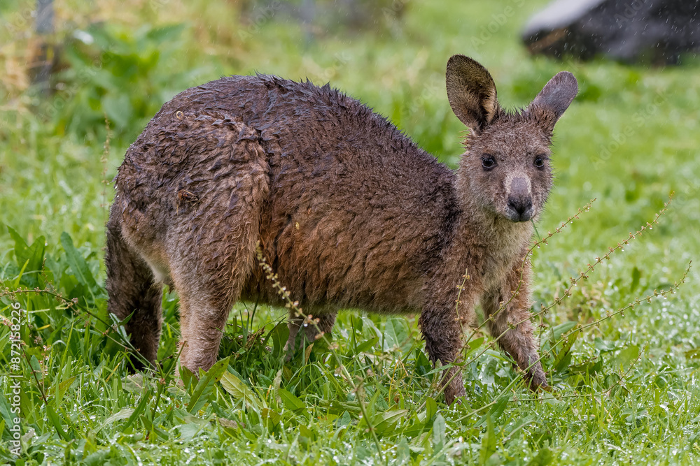 kangaroo in the grass kangaroo in the grass