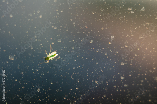 Billede på lærred A small midge basks in the morning sun on the glass