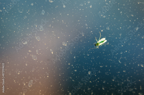 Принти на полотні A small midge basks in the morning sun on the glass