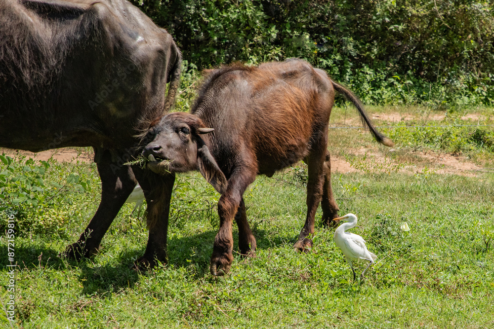 herd of black Sri Lankan cows and white herons herd of black Sri Lankan cows and white herons